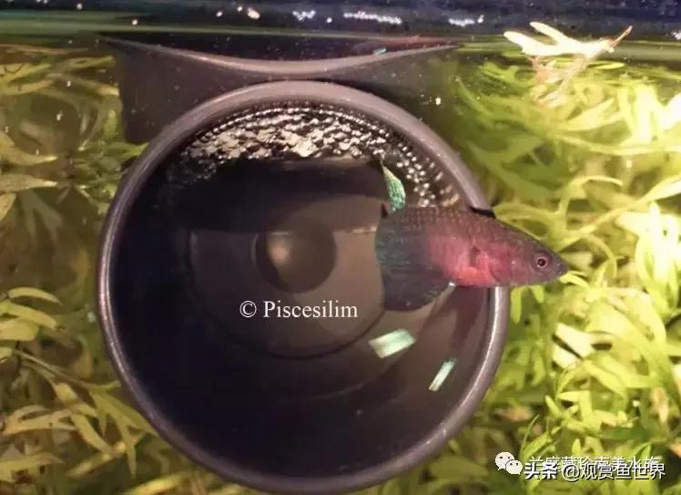 寻找黑暗世界的女神──帕斯风斗鱼