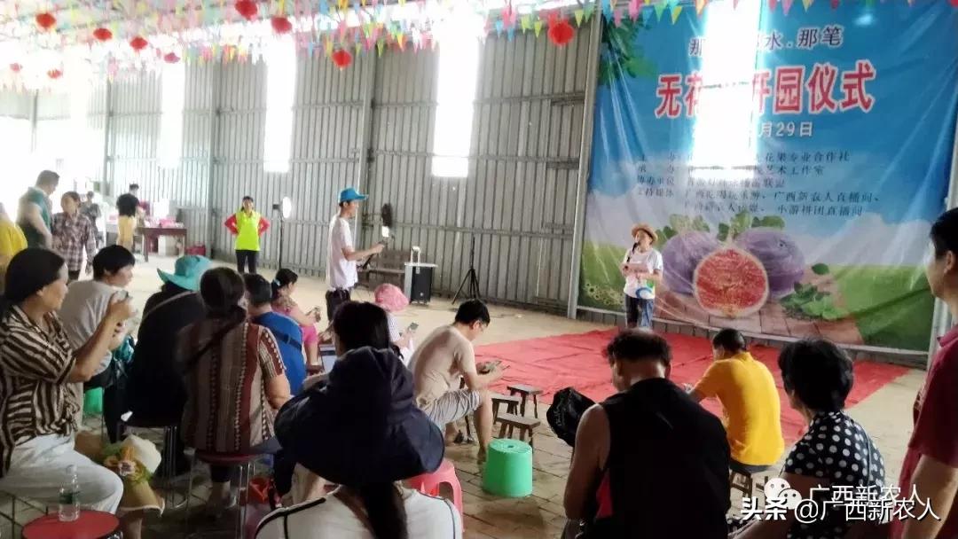 南宁那笔村无花果,南宁摘无花果