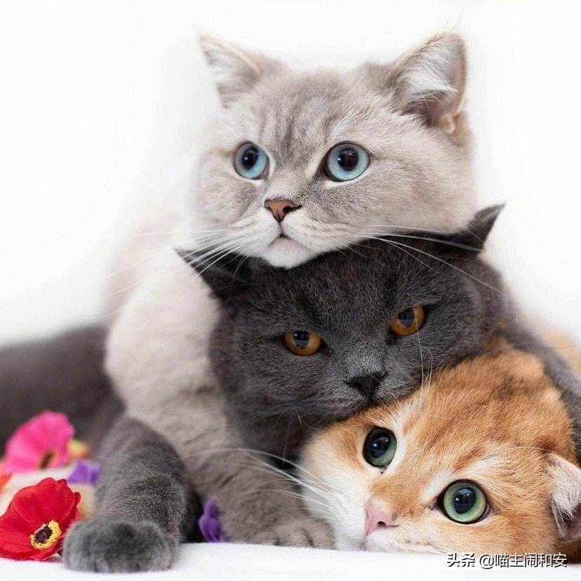 合租养猫注意什么细节问题,租房子住怎么养猫咪好一点