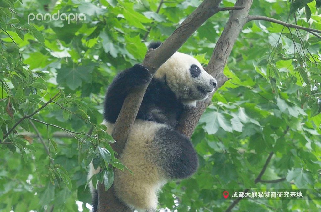 熊猫儿本人照片,熊猫儿图片