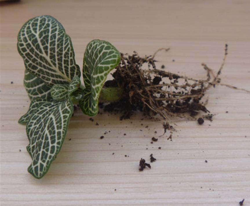 网纹草如何更鲜艳,网纹草微景观怎么打理