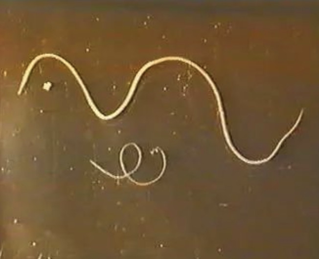 狗狗被蚊子叮咬后什么样子,狗狗被蚊虫叮咬之后怎么处理