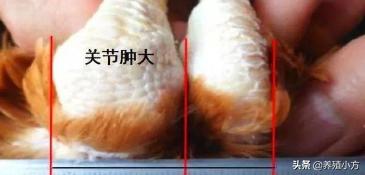 鸡得滑液囊支原体感染拉什么粪便,滑液囊支原体在鸡什么部位注射