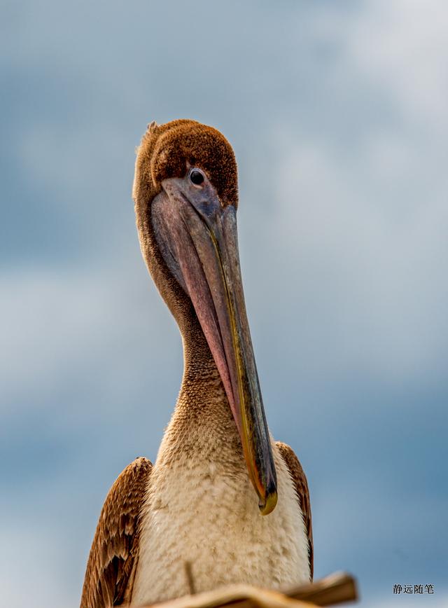 加勒比海邮轮旅行香港,加勒比海游轮旅行视频大全