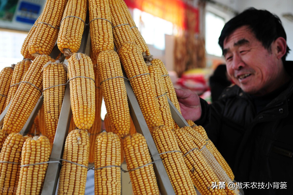 什么样玉米品种最好,山东十大高产玉米品种2019审定