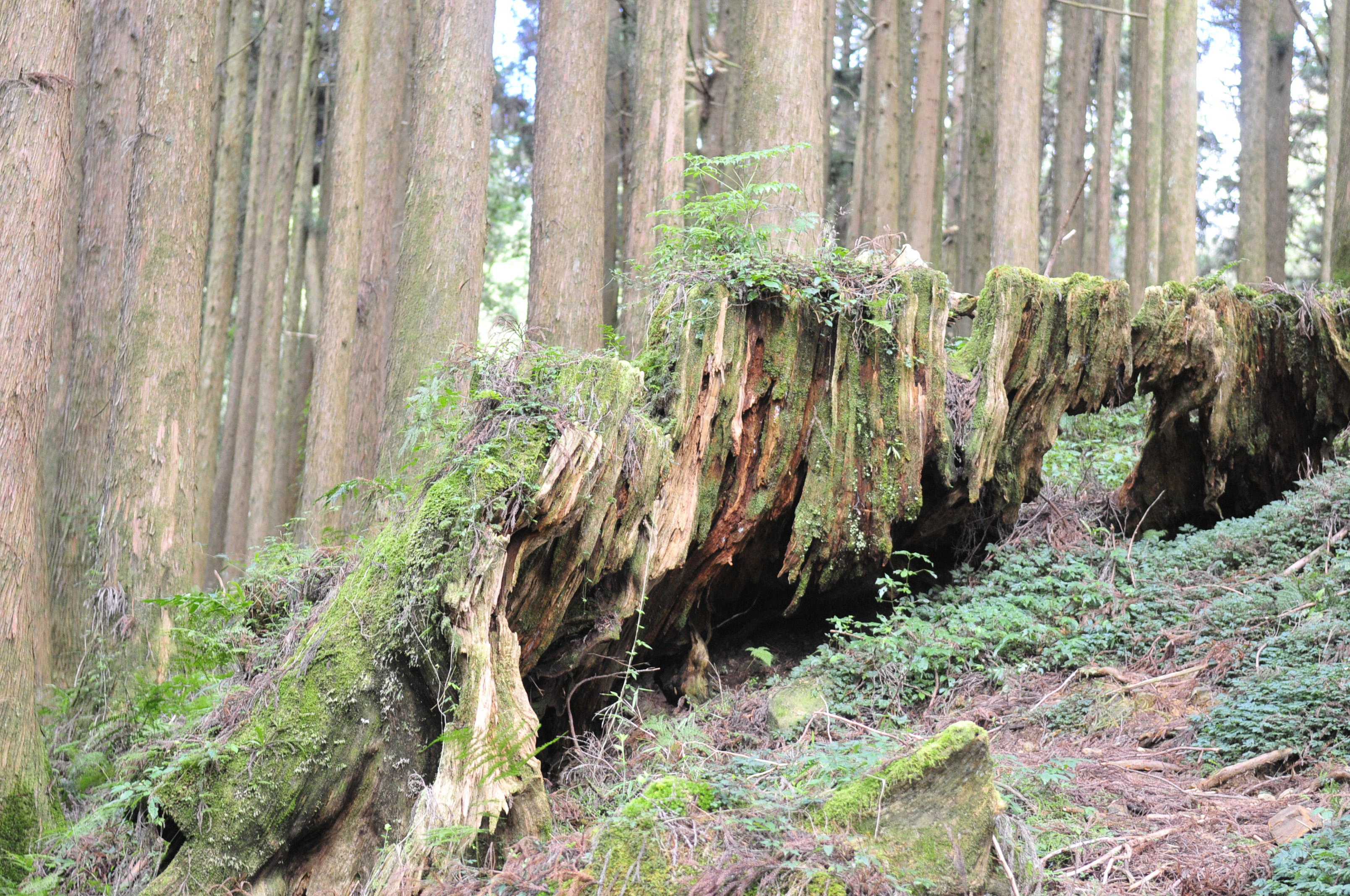 阿里山的故事传说,阿里山讲了一个什么故事