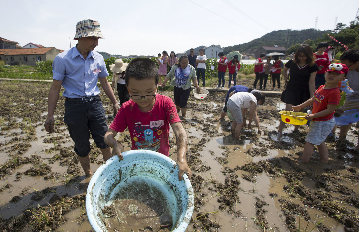 泥鳅对稻田有危害吗,稻田泥鳅为什么越来越少