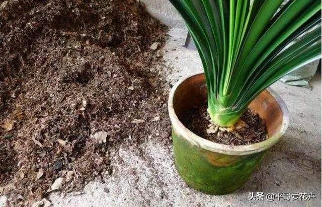 君子兰应该怎么养看完又学到一招,君子兰怎么养才能不乱七八糟