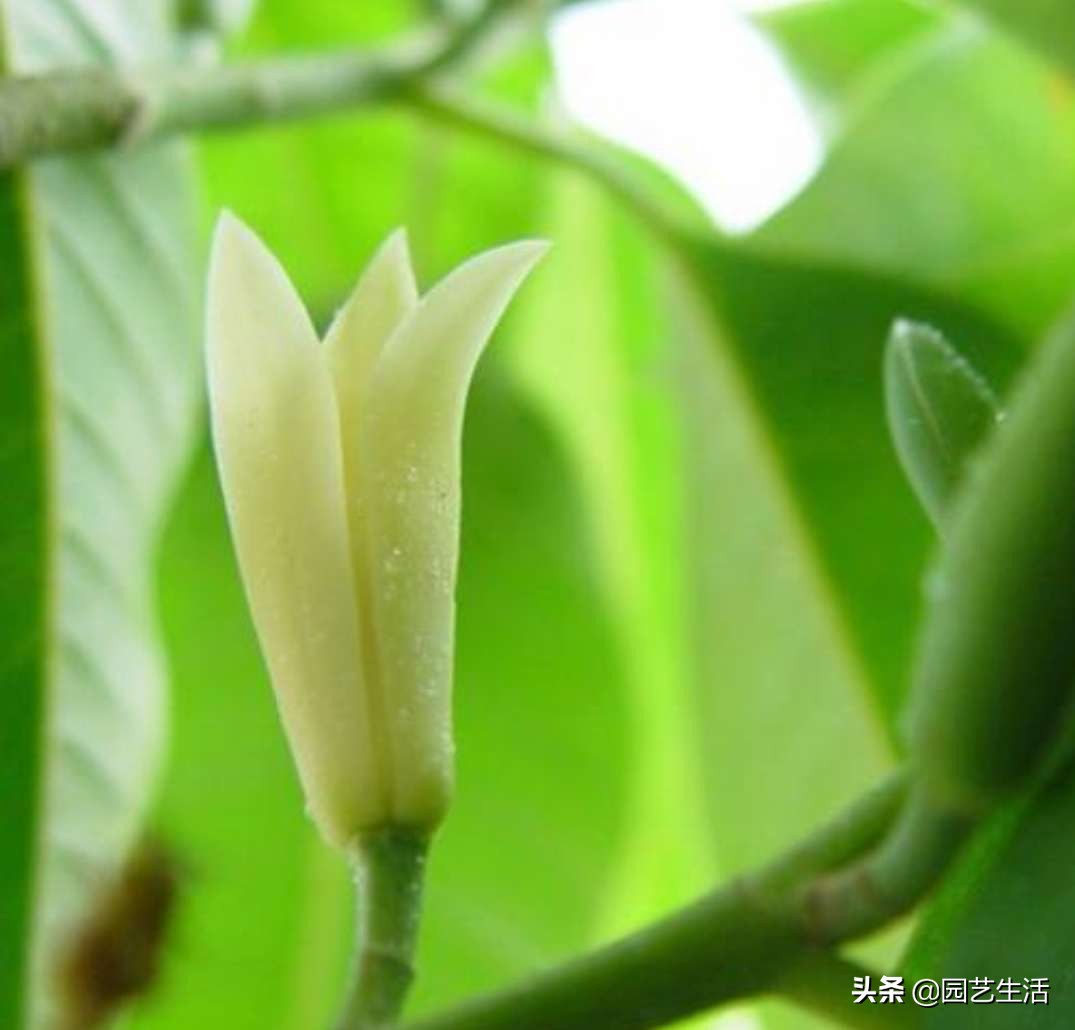 黄花白玉兰花,白玉兰香沁人心脾