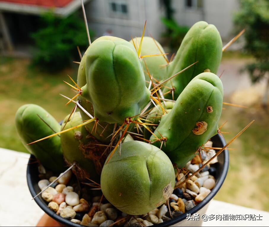 多肉叶片病害图片,帝玉多肉叶片变黄