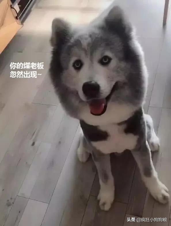 哈士奇和萨摩耶的幸福日常,哈士奇与萨摩耶的爱情