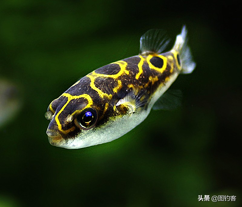 淡水中的汽水鱼,淡水汽水鱼有哪些