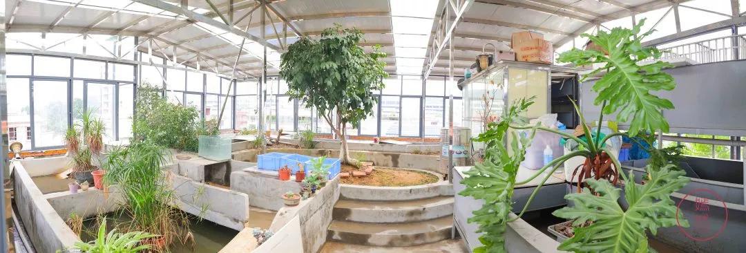 龟苓膏真假对比,真龟壳的龟苓膏