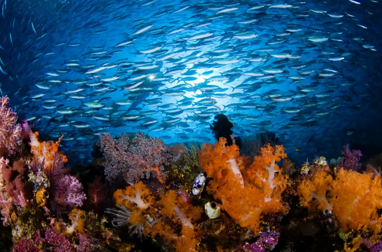 适合初级潜水的潜点,船宿潜水需要带什么