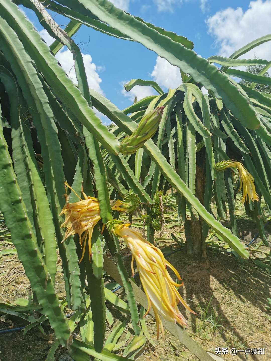 马来西亚红心榴莲采摘,马来西亚榴莲果园摘法