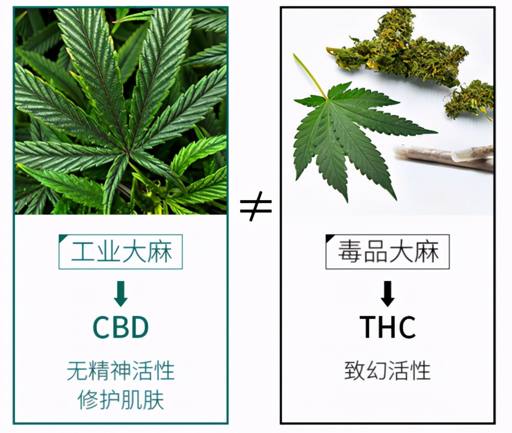 化妆品魔力肌源,cbd护肤品前景