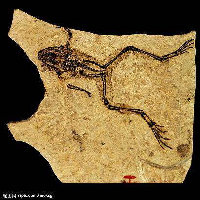 八大奇石造假手段,到底什么样的石头才算真正的奇石