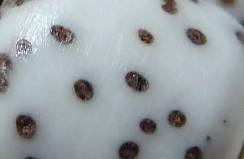 星月菩提佛珠相关知识,星月菩提入坑要避免什么