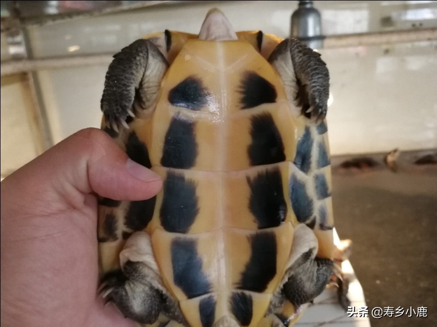 黄喉石金钱龟怎么养,黄喉拟水龟石金钱龟