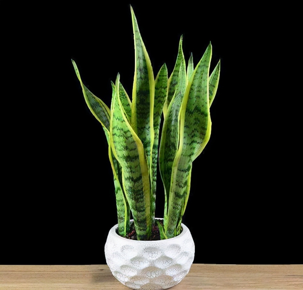 花卉绿植种植大全,温室常见的花卉