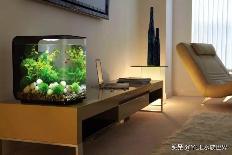 陶缸养鱼水浑怎么弄,石缸养鱼水很浑怎么办