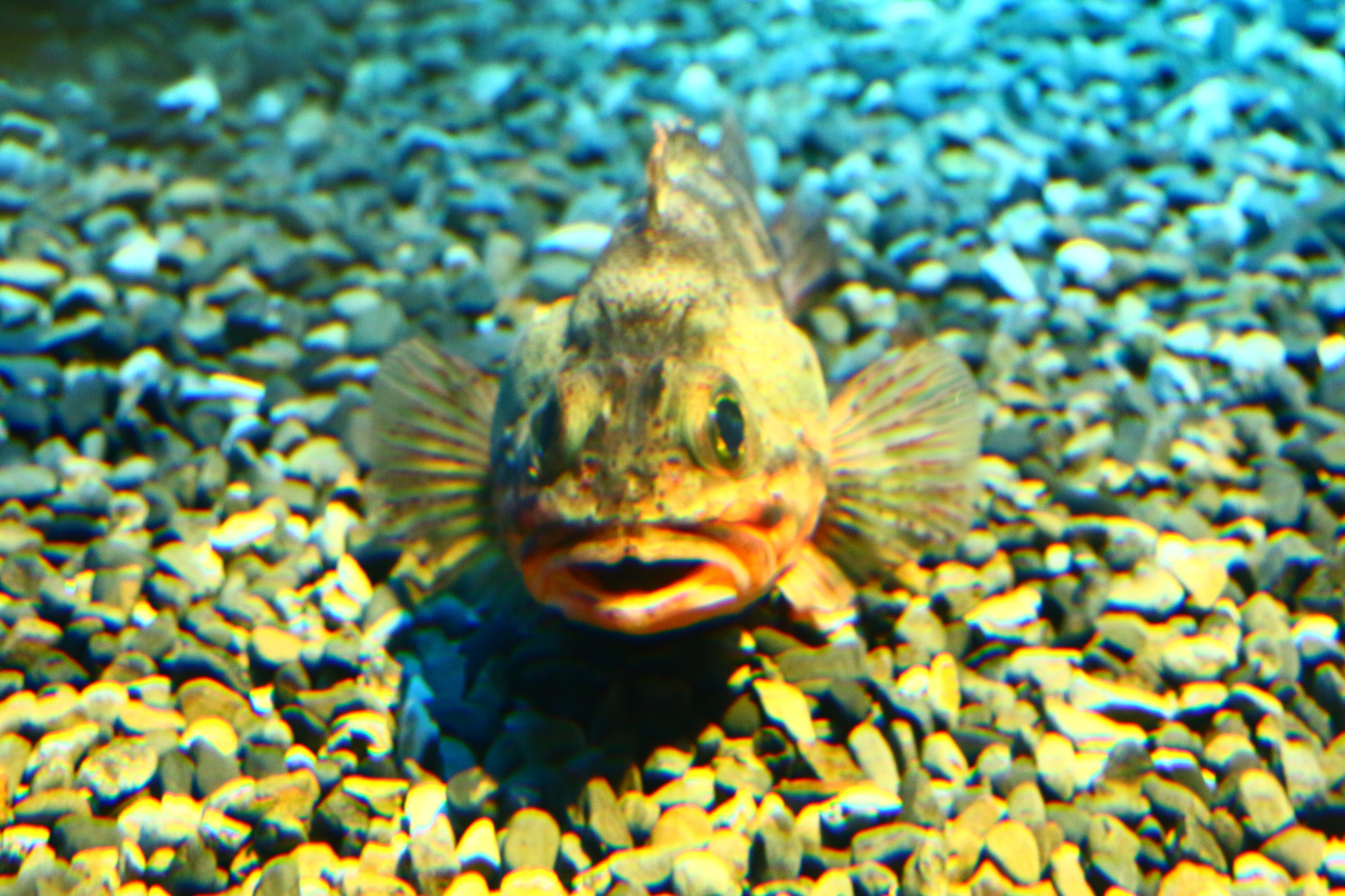 日本奈良自由行详细攻略,日本大阪京都自由行路线