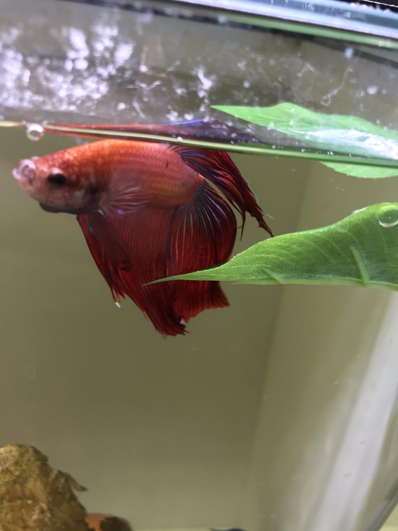 宝可梦探险寻宝如何卡bug,4条鱼通关宝可梦