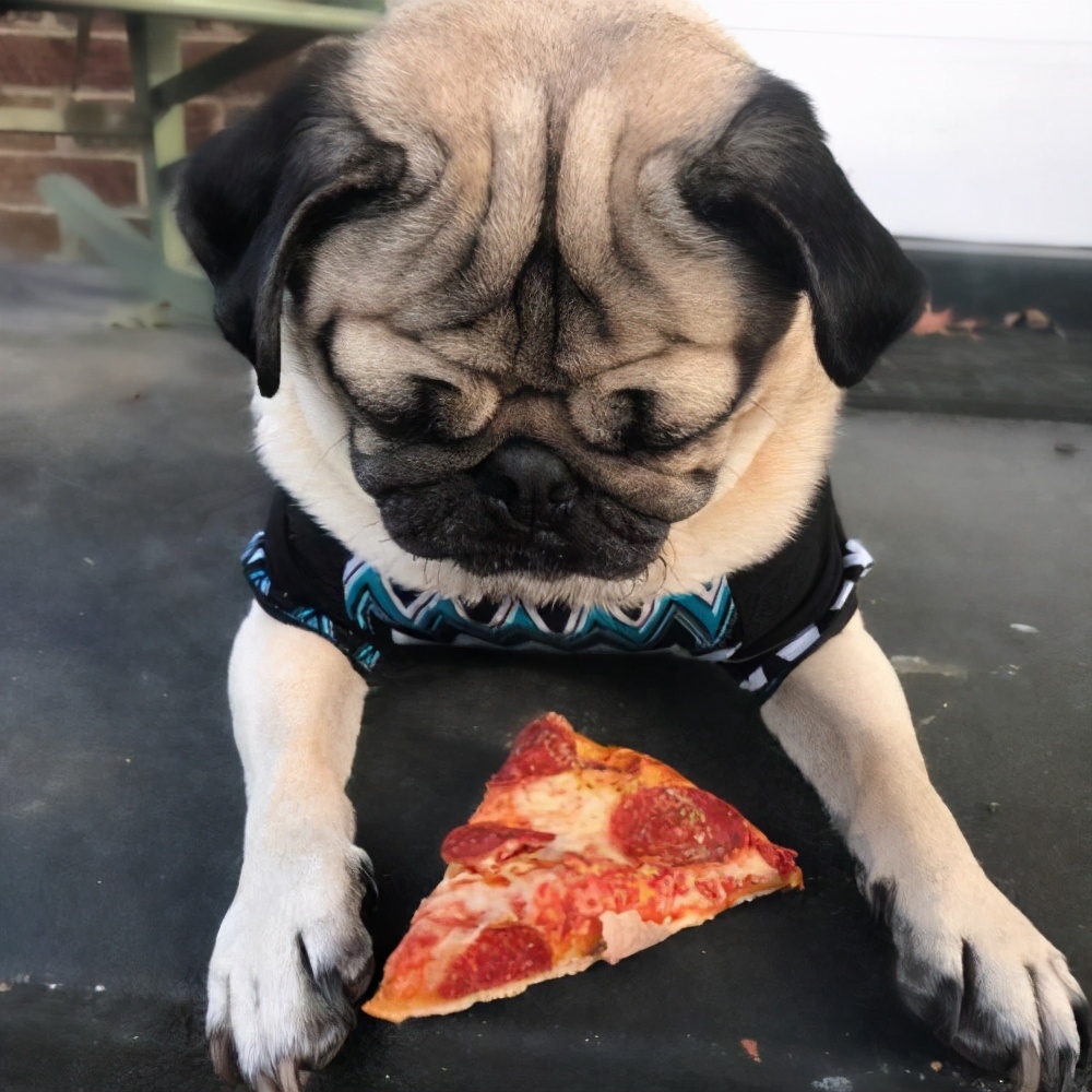 中华田园犬和拉布拉多的混血狗,最聪明的狗前十名中华田园犬