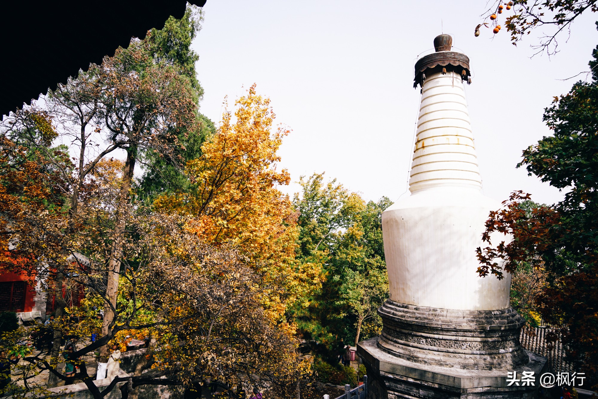 北京18个看银杏的好地方在哪,北京八大处看银杏攻略