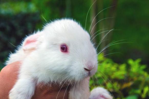 小兔洗澡真的会死吗,小兔洗澡不动怎么办