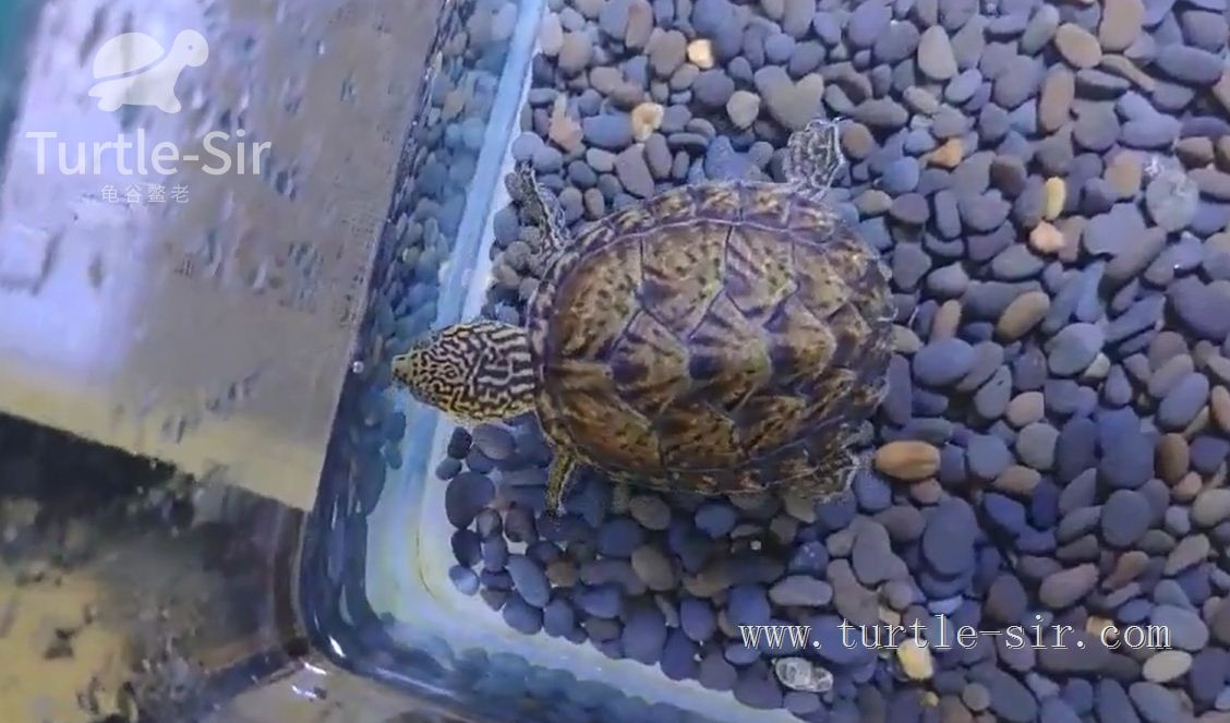 养小乌龟如何选龟粮,10元买了一只乌龟怎么养