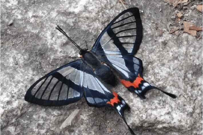 十种最美蝴蝶,自然界蝴蝶大全