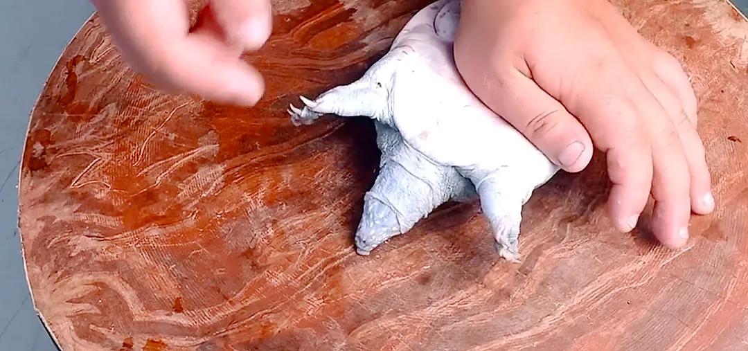 甲鱼要除掉什么部位,甲鱼要不要去皮呀