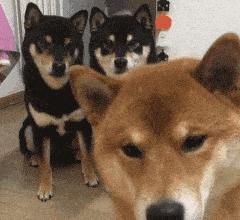 怎么正确的撸狗狗,怎么撸狗才能让狗狗更喜欢你