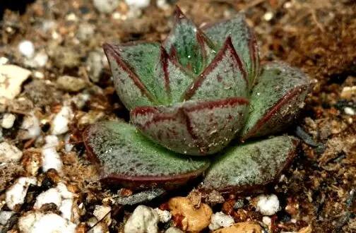 最全多肉图鉴大全,图鉴植物