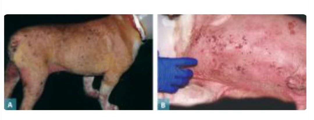 犬异位性皮炎,简述犬皮肤病治疗方法