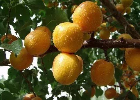 杏是一种什么水果,杏是热带水果么