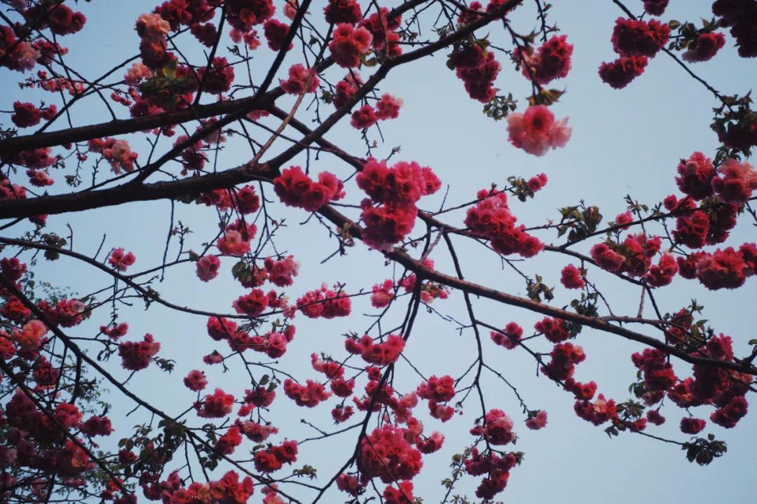 出发四季如春之地昆明,云南昆明攻略冬天