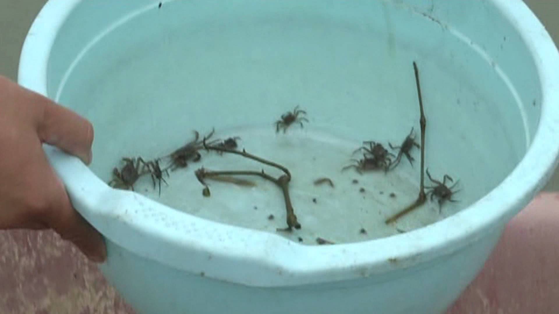 湖北蟹农驱车13小时进苏买蟹苗，见识亩产18万元精养塘，最贵卖到9400元一只