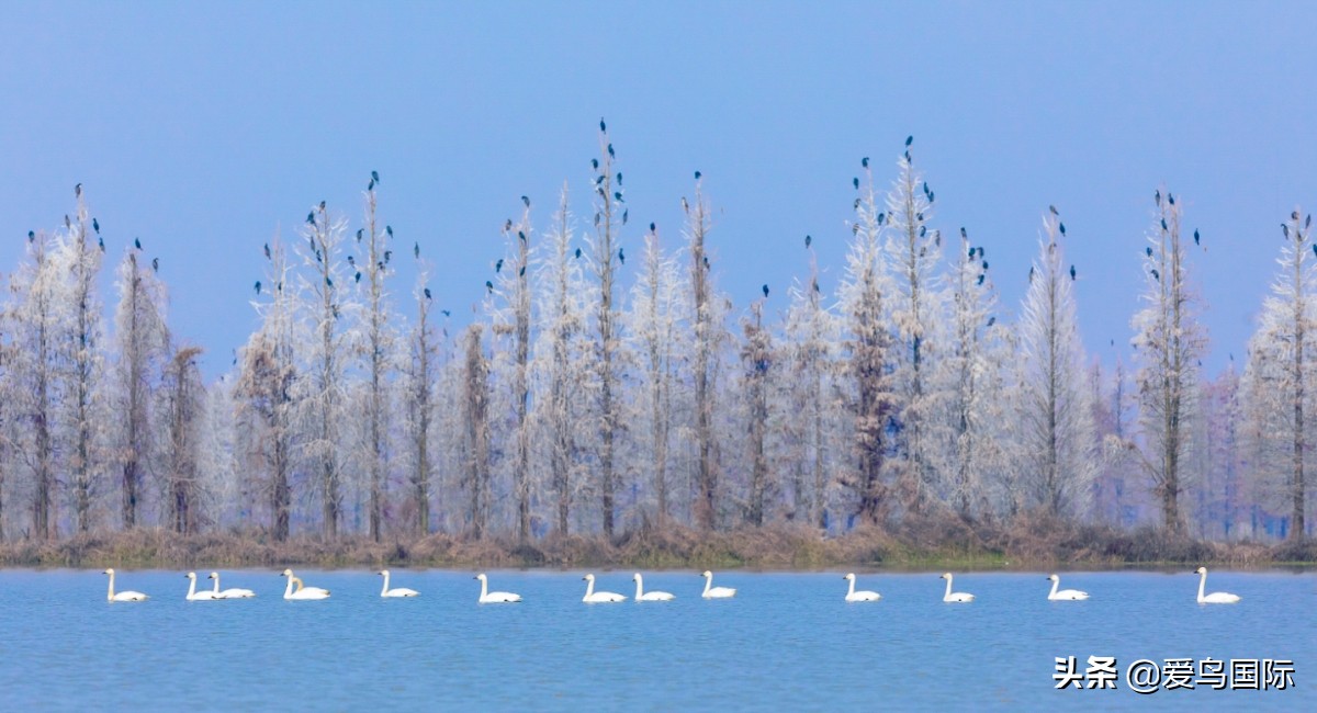 观鸟作品,观鸟优秀作品