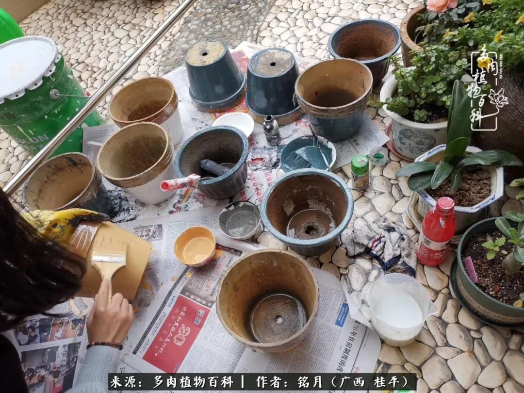 多肉怎么养出色彩,多肉很容易出现美丽的色彩