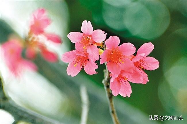 春满鮀城：“云”端繁花也醉人