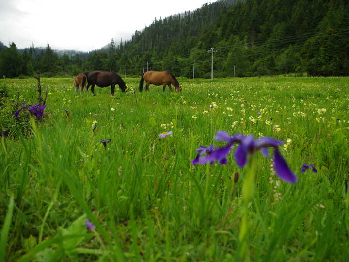王小花的全部作品,王小花攻略