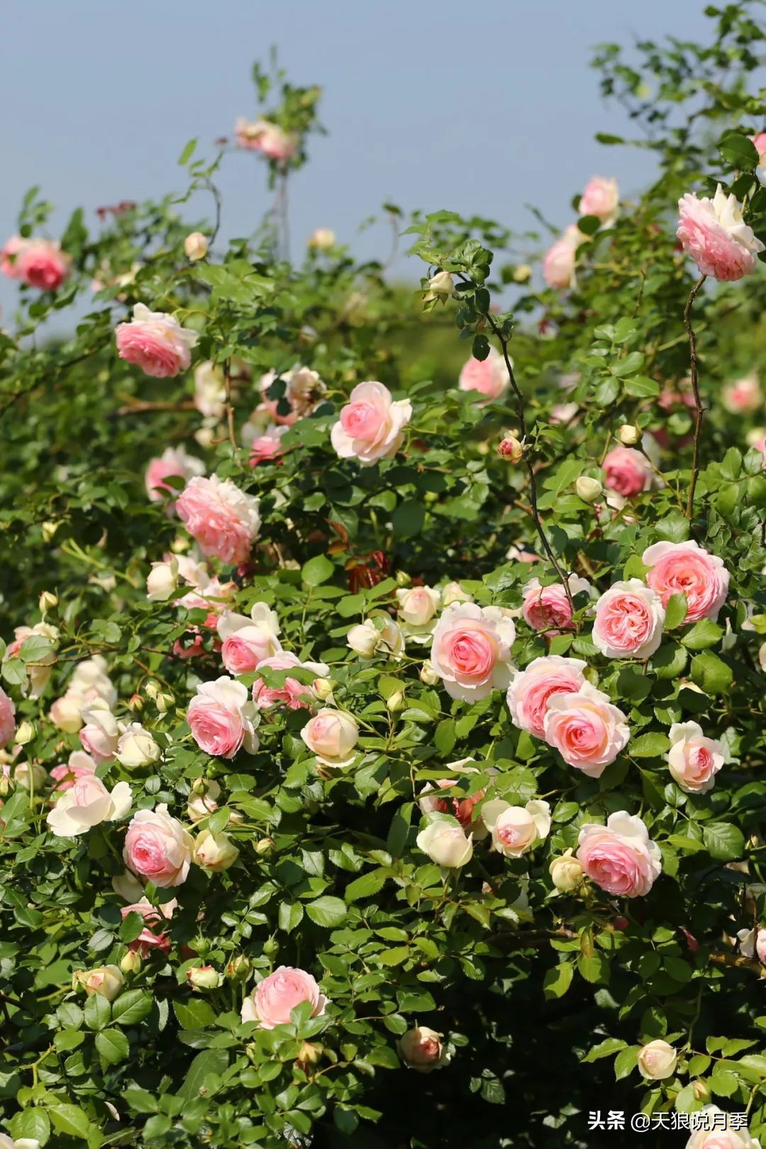 4月最浪漫的一次花开，是171个低价月季小苗带来的巅峰时刻！