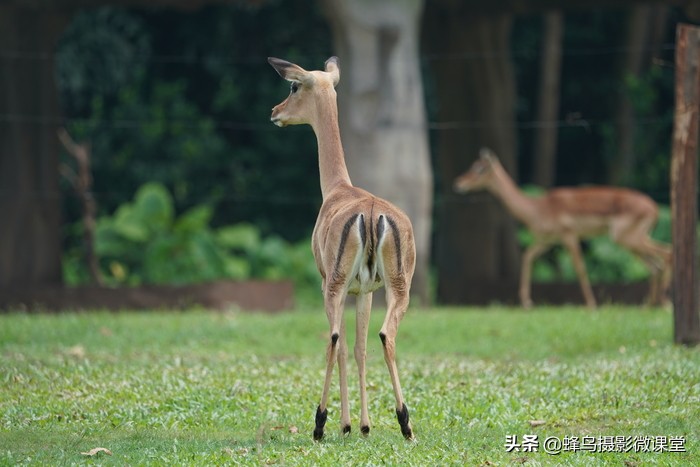 索尼sel200600g配什么相机,索尼sel200600g