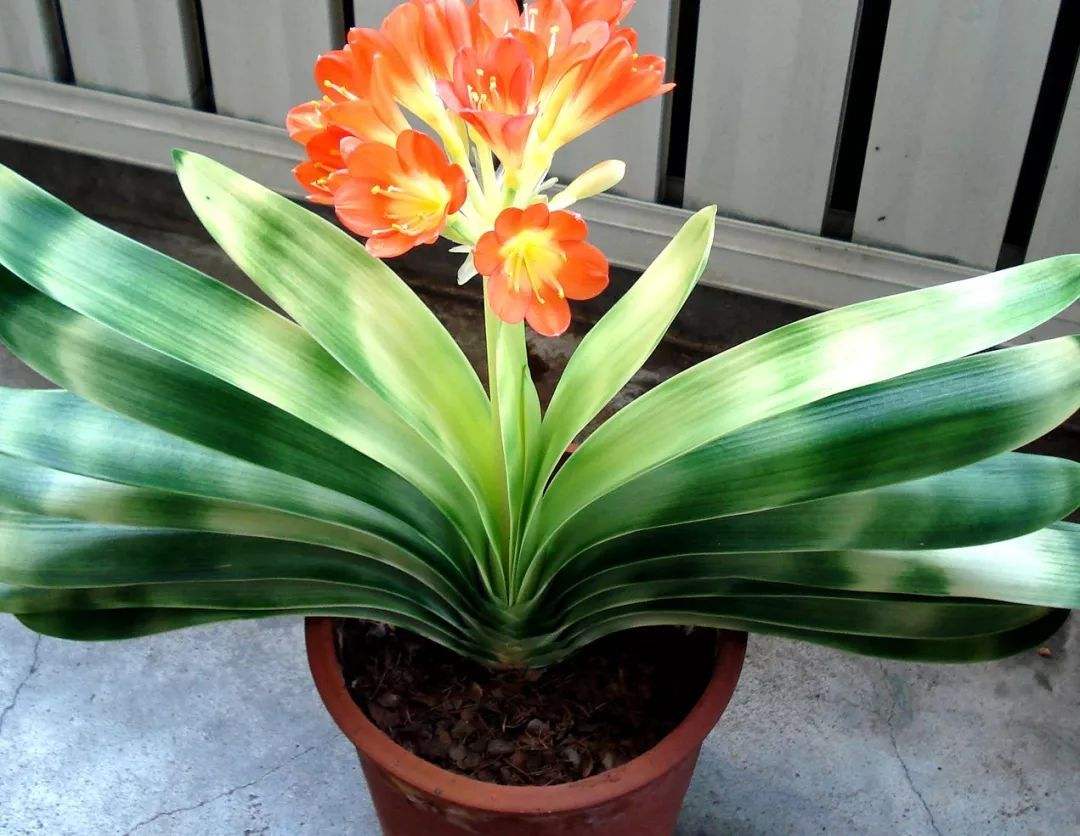 浇水淹死的花,被浇水浇死的几种花