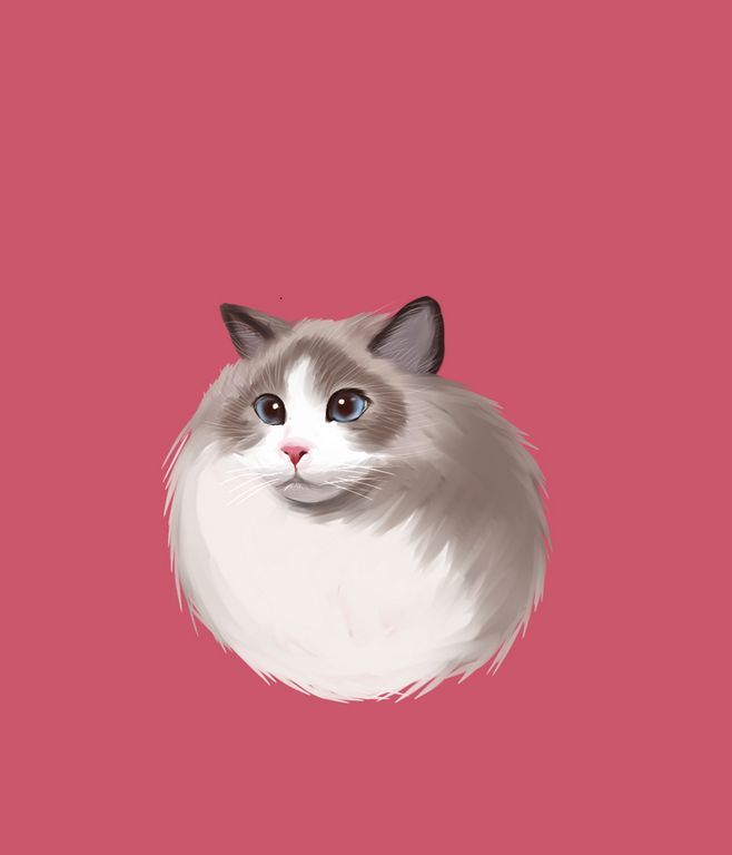 布偶猫贵族猫弟弟,猫猫品种布偶