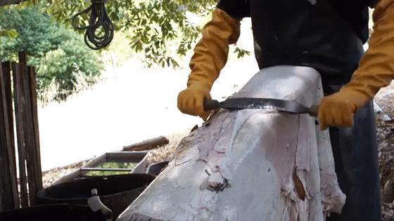 河狸皮毛的优点,河狸皮毛十分名贵