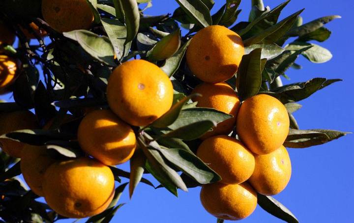 南丰蜜桔为什么没有沙糖桔有名,南丰蜜桔为何变种跌下神坛