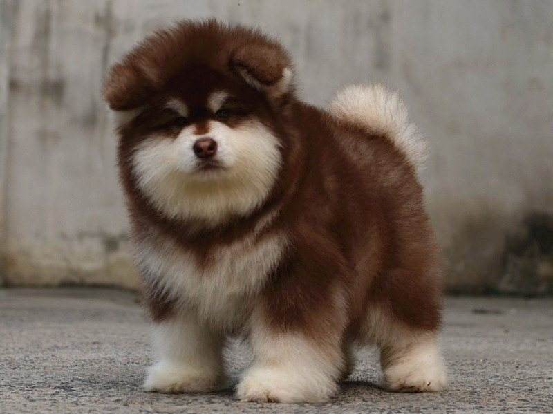 狗狗如何饲养才能长得胖,这6种狗狗值得养不掉毛性格还好